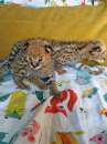 Foto Disponibili gattini serval, savana e caracal