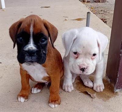 Foto Disponibili splendidi cuccioli di boxer con pedigree ENCI 
