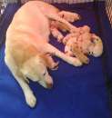 Foto Disponibili Splendidi Cuccioli Di Labrador Retriever