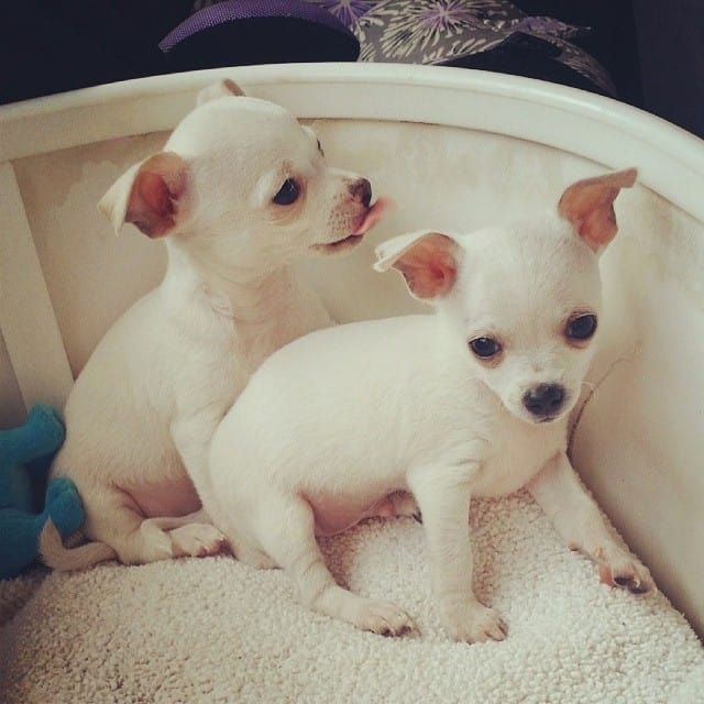 Foto disponibili tenerissimi cuccioli di chihuahua