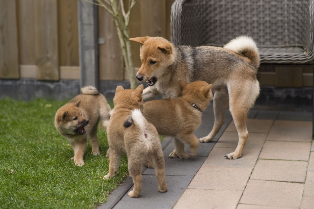 Foto Disponibili tenerissimi cuccioli di shiba inu