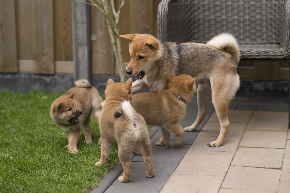 Foto Disponibili tenerissimi cuccioli di shiba inu