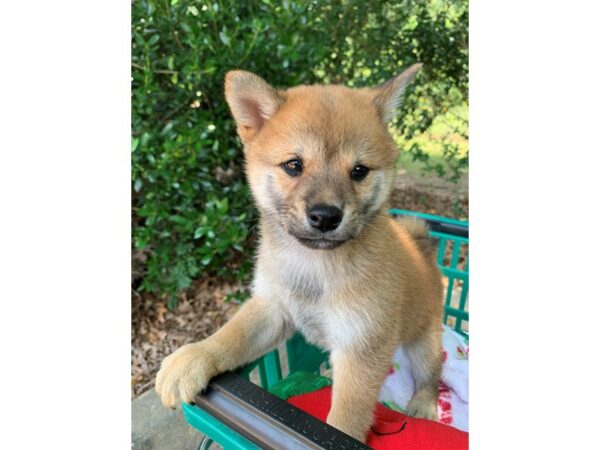 Foto Disponibili tenerissimi cuccioli di shiba inu