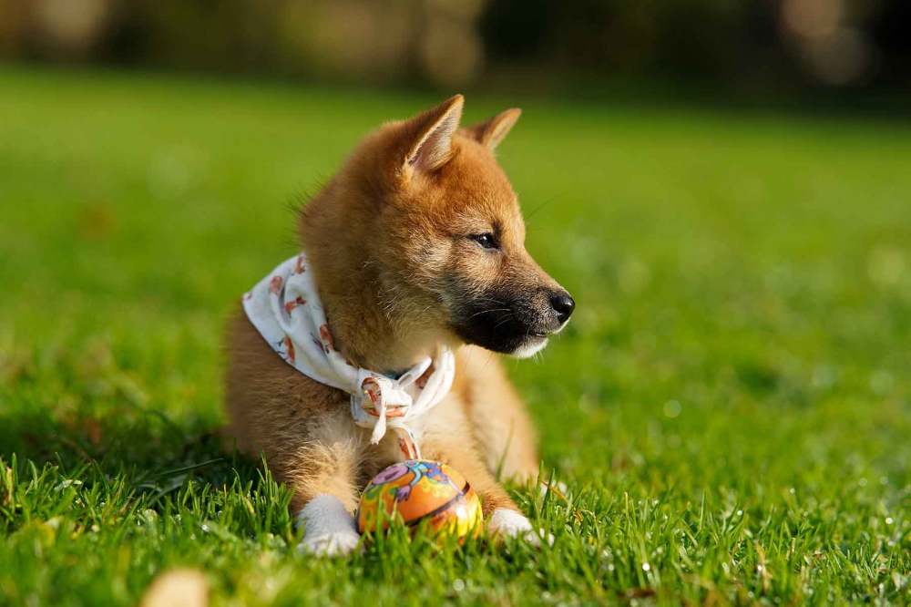 Foto Disponibili tenerissimi cuccioli di shiba inu