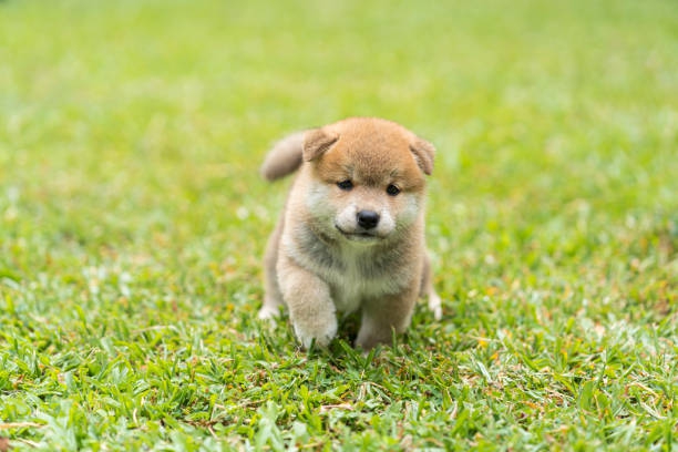 Foto Disponibili tenerissimi cuccioli di shiba inu