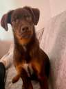 Foto DJANGO CANE MASCHIETTO 9 MESI CERCA ADOZIONE