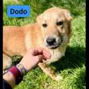 Foto DODO CAGNOLINO IN ADOZIONE
