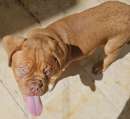 Foto Dogue de Bordeaux cucciolo da favola!