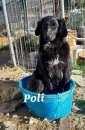 Foto DOLCE CAGNOLINA INCROCIO BORDER COLLIE IN REGALO IN TUTTA ITALIA
