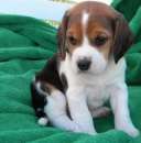 Foto Dolce Cuccioli di Beagle
