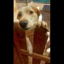 Foto DOLCISSIMA SARAH CAGNOLINA IN ADOZIONE