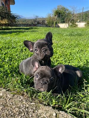 Foto Due cucciole dì bulldog francese bringee di 52 giorni.