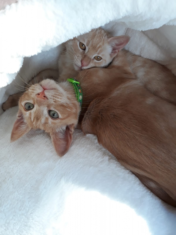 Foto Due gattini cercano casa.