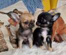Foto Eccezionali dolcissimi Chihuahua Toy cuccioli