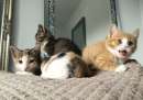 Foto Eccezionali gattini di munchkin