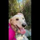 Foto EGIDIO DOLCEZZA E SOCIEVOLEZZA, CAGNOLINO IN ADOZIONE