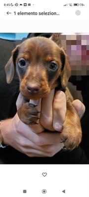 Foto ENCI - FCI dispone di grazioso cucciolo di bassotto tedesco 