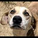 Foto ENNIO AMOREVOLE E TENERO, CAGNOLINO IN ADOZIONE, TAGLIA MEDIO CONTENUTA
