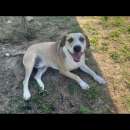 Foto ENNIO AMOREVOLE E TENERO, CAGNOLINO IN ADOZIONE, TAGLIA MEDIO CONTENUTA