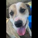 Foto ENNIO AMOREVOLE E TENERO, CAGNOLINO IN ADOZIONE, TAGLIA MEDIO CONTENUTA