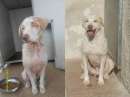 Foto EROE, solare mix pitbull