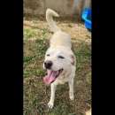 Foto EZIA UN AMORE DI CAGNOLINA IN ADOZIONE 16 chili di affetto