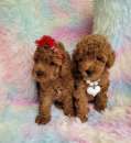Foto Fantastici Barboncino Toy Rosso cuccioli