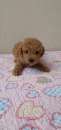 Foto Fantastico cucciolo di barboncino toy vaccinato con microchip