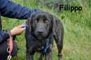 Foto Filippo il cane che soffre tantissimo in canile