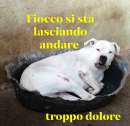 Foto FIOCCO DOGO ARGENTINO 8 ANNI IN CANILE