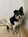Foto FLO' CAGNOLINA IN ADOZIONE