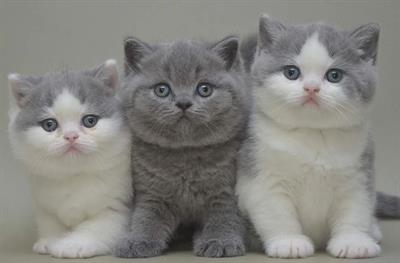 Foto Gatti British shorthair