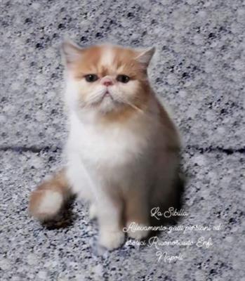 Foto Gatti persiani ed exotic shorthair