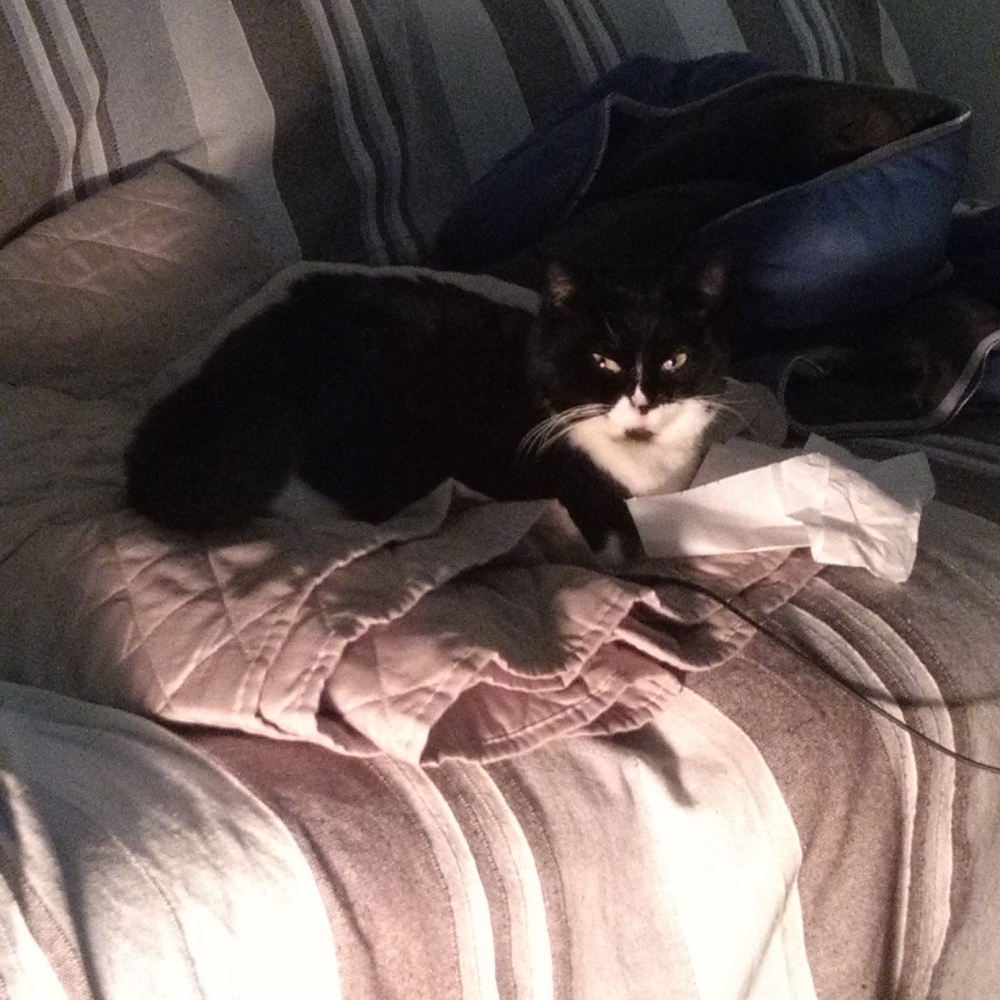 Foto Gattina bianca e nera 