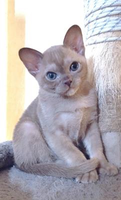 Foto Gattina burmese