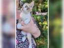 Foto Gattina disperata cerca famiglia che la salvi da brutta fine!!!