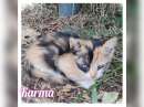 Foto Gattina in pericolo cerca salvezza tramite adozione!!
