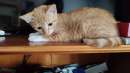 Foto Gattina rossa e bianca 3 mesi