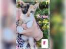 Foto Gattina salvabile da pericoli tramite adozione!