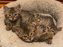 Foto Gattine abbandonate in campagna cercano casa!