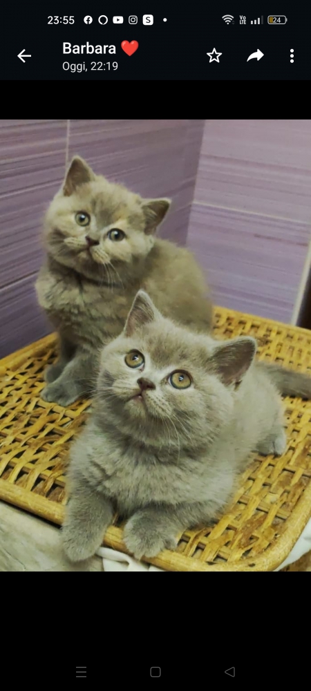 Foto Gattine British shorthair argento