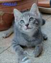 Foto Gattini 2 mesi