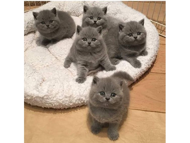 Foto Gattini British Shorthair,