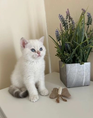 Foto gattini british shorthair in vendita