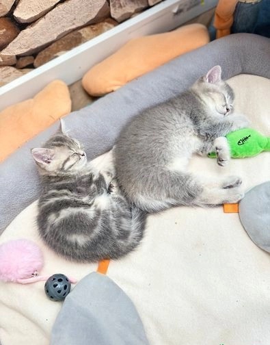 Foto gattini british shorthair pronti per partire