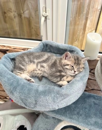 Foto gattini British Shorthair socializzati