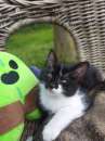 Foto Gattini cuccioli 2 mesi e nezzo Collegno