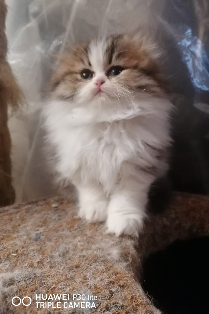Foto Gattini-cuccioli British/scottish longhair 
