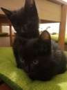 Foto Gattini neri in adozione