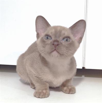 Foto Gattino burmese